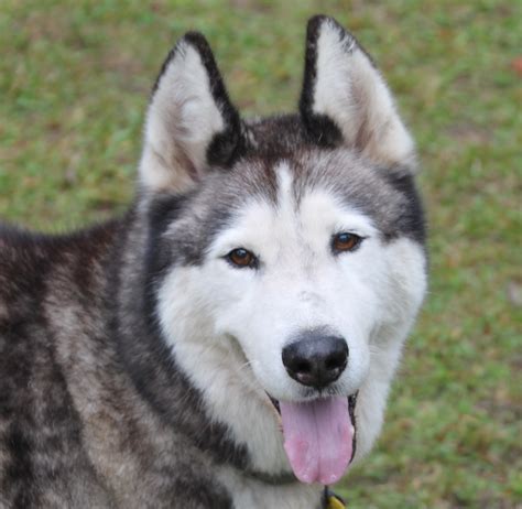 Lista 95+ Foto Cruza De Husky Con Alaska Malamute Cena Hermosa