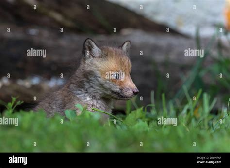 Red fox cubs Stock Photo - Alamy