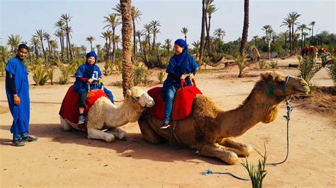 Camel Ride: either in Desert of Agafay or in Palm Grove with a Tea ...