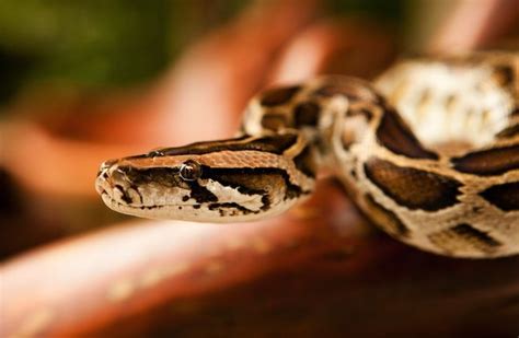 Python's Extreme Eating Abilities Explained | Live Science