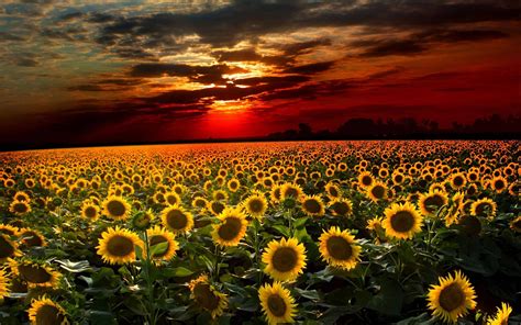 Top 999+ Sunflower Field Wallpaper Full HD, 4K Free to Use