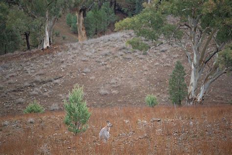 The Definitive Guide to Flinders Ranges Camping for Nature Lovers - The ...