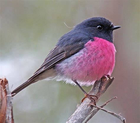 Pink robin - Alchetron, The Free Social Encyclopedia