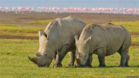 Indian Rhinoceros Facts | Anatomy, Diet, Habitat, Behavior - Animals Time