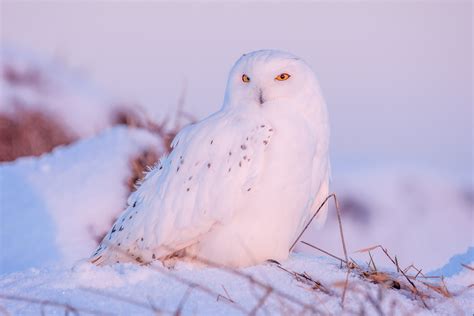 Download Bird Owl Snow Winter Animal Snowy Owl 4k Ultra HD Wallpaper