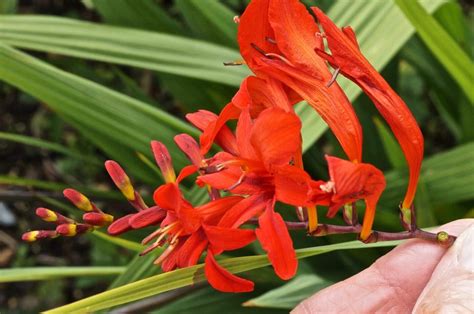 Crocosmia - Tree Guide UK Crocosmia flowers