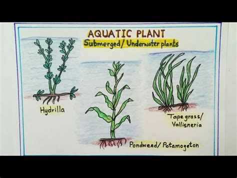 Aquatic Plants Under Water