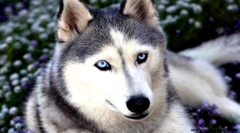 Cute Siberian Husky Puppy Wallpaper | Amazing Wallpapers