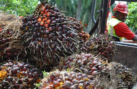 BURUH LADANG SAWIT | ANTARA Foto