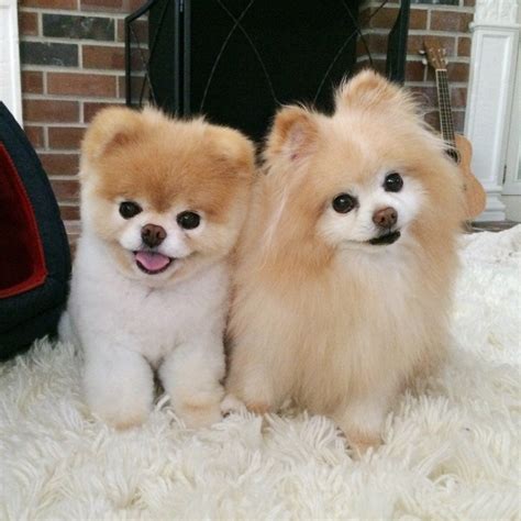 Buddy & Boo Dog | Boo the dog, Cute baby dogs, Cute dogs