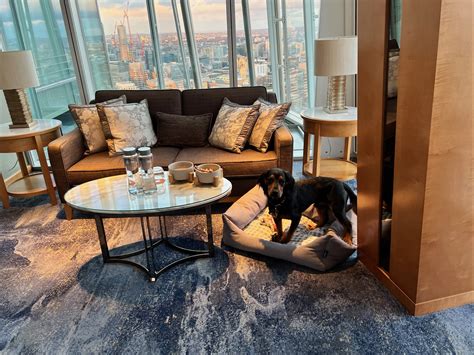 London's Shangri-La The Shard now offers holidays for dogs - here's our ...