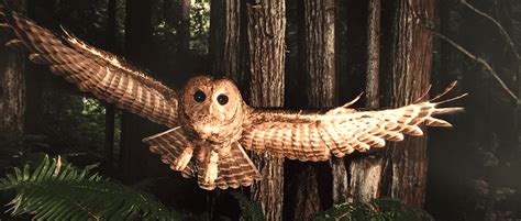 Site visit insights: Spotted owl has specific habitat needs - The ...