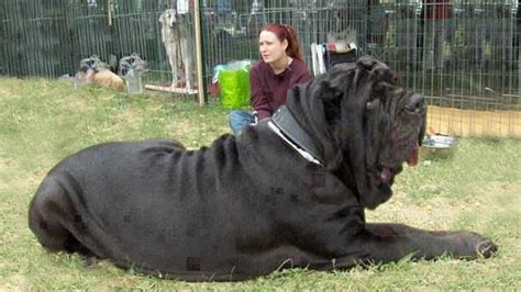 Biggest Dog Breed In The World 2024 - Trudy Ingaberg