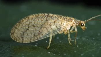 Lacewings of Kentucky - University of Kentucky Entomology