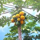 Hawaiian Papaya Tree pk/5 in 2020 | Papaya tree, Papaya plant, Fruit plants