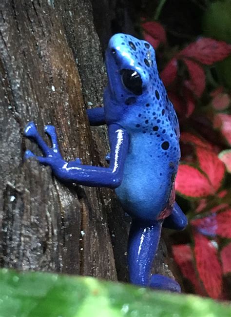 Blue Poison Dart Frog, Poison Dart Frogs, Wild Animals, Animals And Pets, Frog Species, Amazing ...
