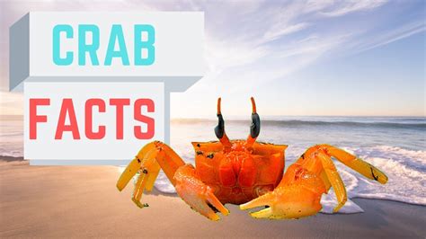 Facts About Crabs - YouTube