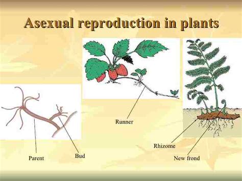 Asexual Propagation in Plants, Types and Examples