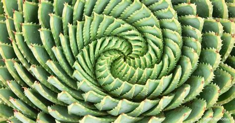 Spiral Aloe Care Tips: Growing Aloe Polyphylla - Plant Care Today