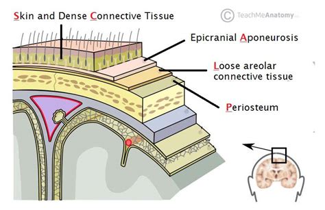 What's the difference between your scalp and other skin? - Yoko’s Haute ...