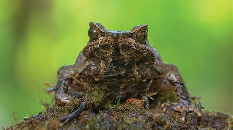 Katak Bertanduk dari Jawa Pandai Berkamuflase - Animalium