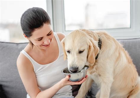 Pedialyte for Dogs: Benefits, Usage, and Safety Guidelines