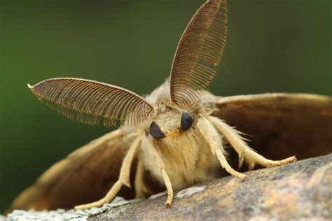 Polilla gitana: el otro insecto gigante que preocupa a Estados Unidos | Metro