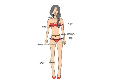 Printable Body Measurement Chart Female by Wilirax on Dribbble