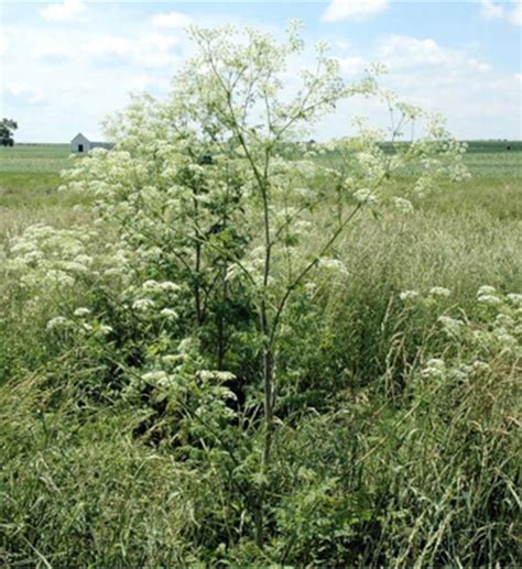 Control Efforts for Poison Hemlock and Buttercups Begin in Late Winter | Equine Programs