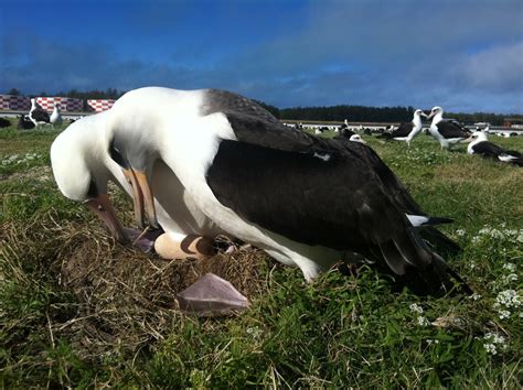 Seabirds as environmental indicators - Lewison Lab at SDSU