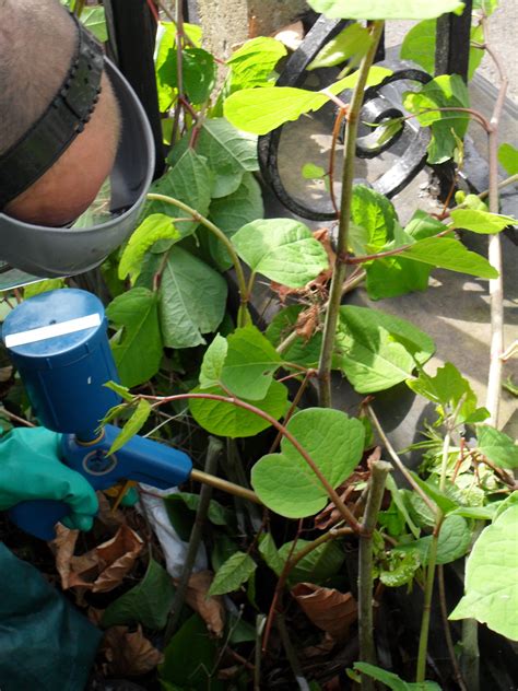 Japanese Knotweed Removal | Wildscapes