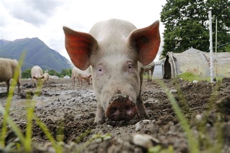 How To Feed Pigs: Feeding Pigs Is Easy — Farm & Animals