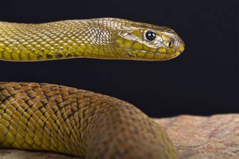 Australian viper | Inland taipan, Australian reptile park, Snake