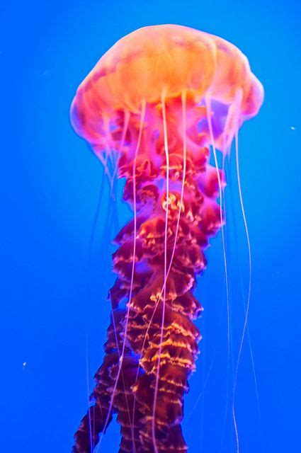 #neon #pink | Jellyfish photography, Jellyfish, Jellyfish species