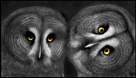 Two Owls Looking Drawing by Miki Krenelka - Fine Art America