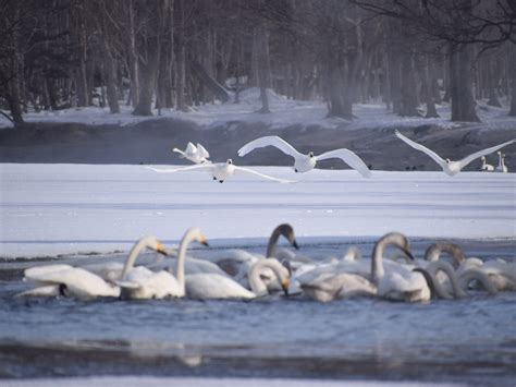 Go Hokkaido (Chitose) - All You Need to Know BEFORE You Go