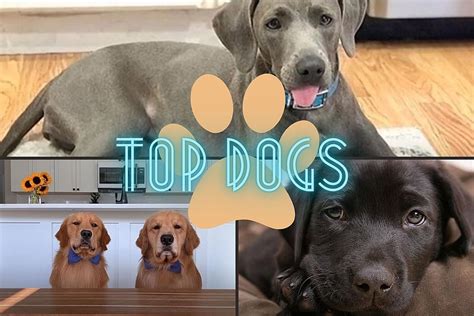 These are the 5 Most Popular Dog Breeds in Texas