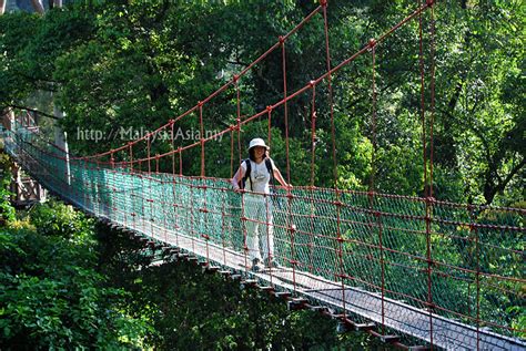 Canopy Walk at Danum Valley Sabah