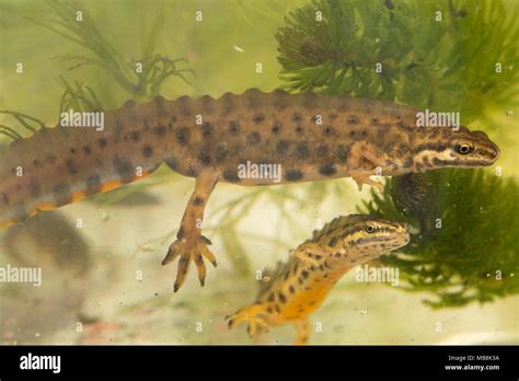 Two male smooth newts, also called common newts (Lissotriton vulgaris ...