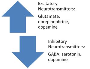 Neurotransmitters | Function, Types & Examples | Study.com