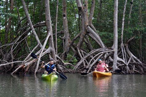 manuel antonio mangrove kayaking | Mangrove, Mangrove forest, Kayaking