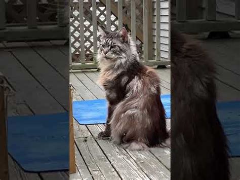 Big Silver Maine Coon Cat | Sounds on the Catio | #shorts - YouTube