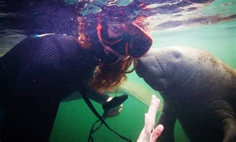 Homosassa Manatee Snorkeling Center - From $50 - Homosassa, FL | Groupon