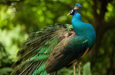 Lovely Peacock - r, peacock, birds, peacocks, animals, HD wallpaper | Peakpx