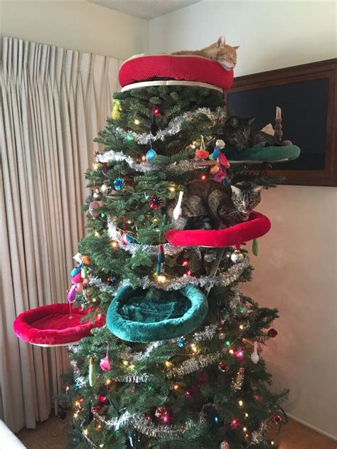 Catmas tree! Christmas tree with cat toys for ornaments and perches for cats. Built by Mike ...