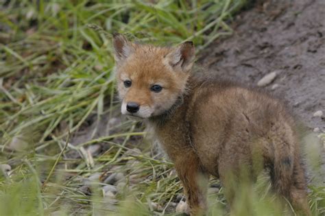 Fy Nyth...: Coyote Puppies!