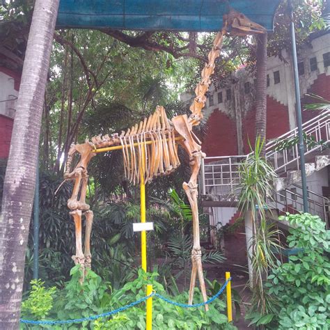 Surabaya ZOO!