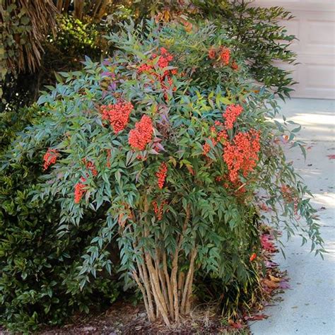 Heavenly Bamboo Nandina Shrubs for Sale | FastGrowingTrees.com