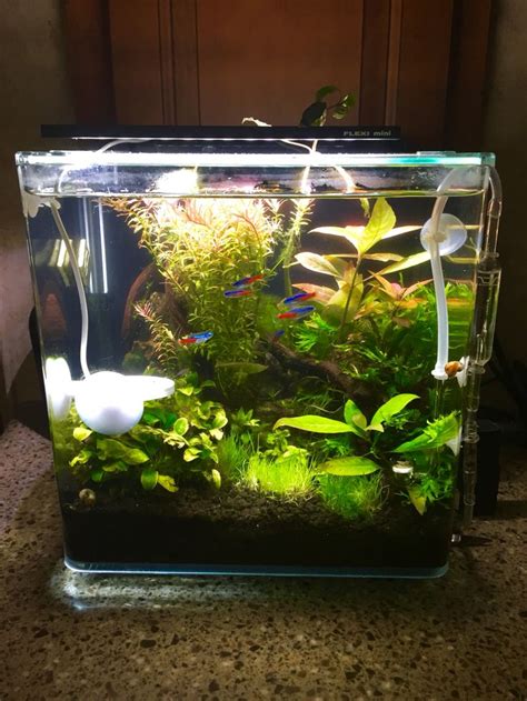 1 gallon plant aquarium | Fish plants, Fish tank design, Betta fish types