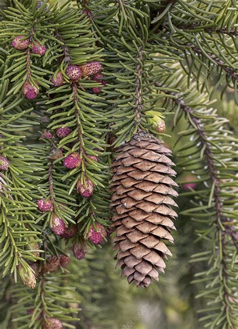 Norway spruce (Picea abies) cones - Stock Image - C039/7538 - Science Photo Library